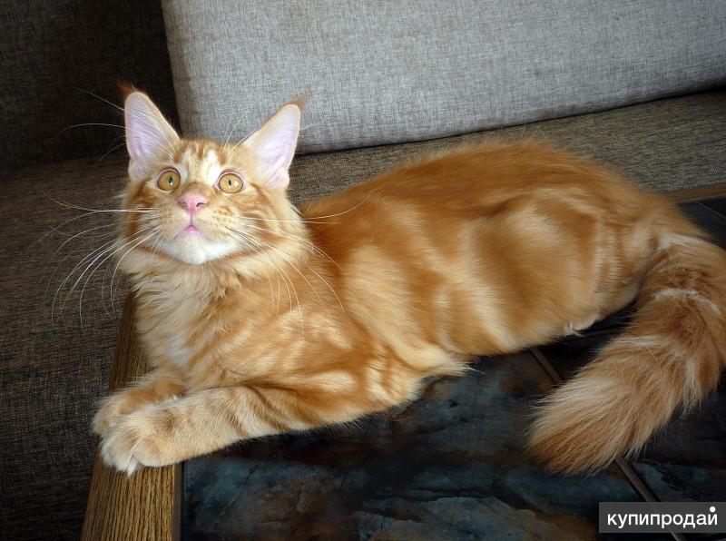 кун волгограде. мейн кун крым. коты породистые чистокровные. сильвер грейс питомник мейн кунов. мейн-кун 6 месяцев мальчик.