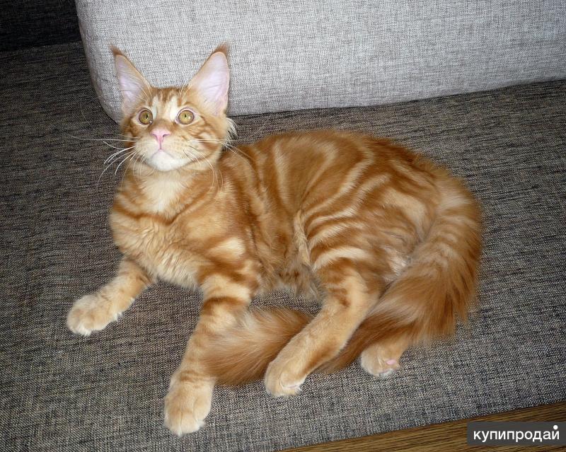 кун волгограде. голубой мраморный мейн кун. глаза майкуна фото бежевый. кот баривель. мейн кун 3 года.