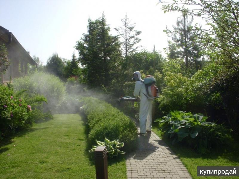 Как избавиться от клещей на участке в Можайске