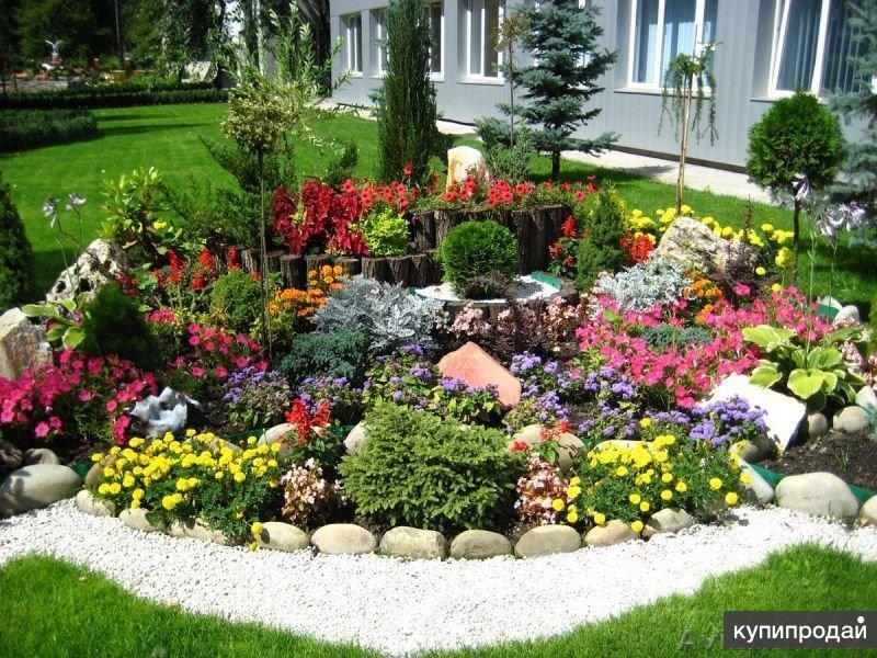 Рассада необычных цветов на заказ