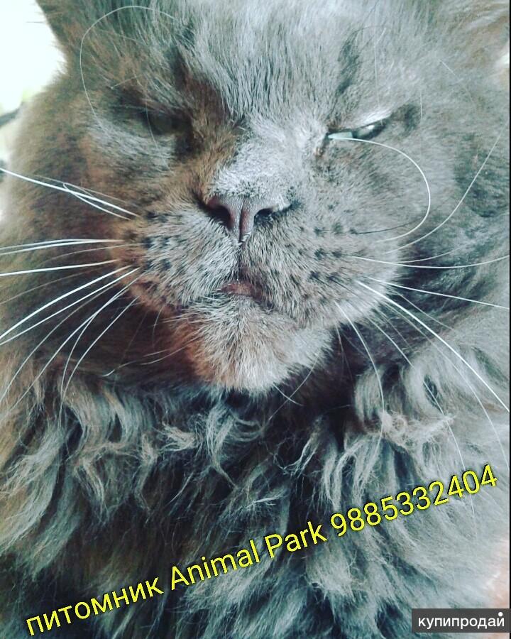 Котята породы Мейн Кун