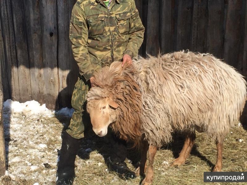 Бараны Живые Купить В Улан Удэ