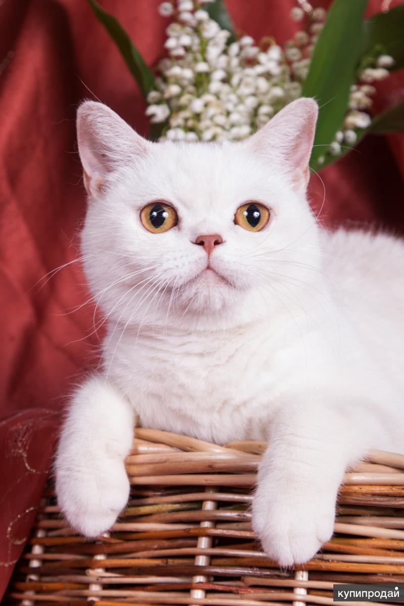 Белая Британская Кошка Фото