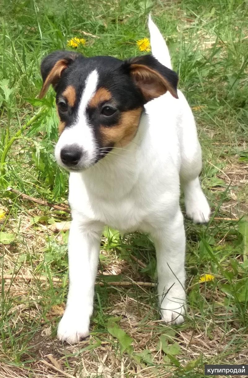 Терьер трехцветный. Бивер-йоркширский терьер. Терьер трехцветный. Терьер трехцветный. Биверятки.