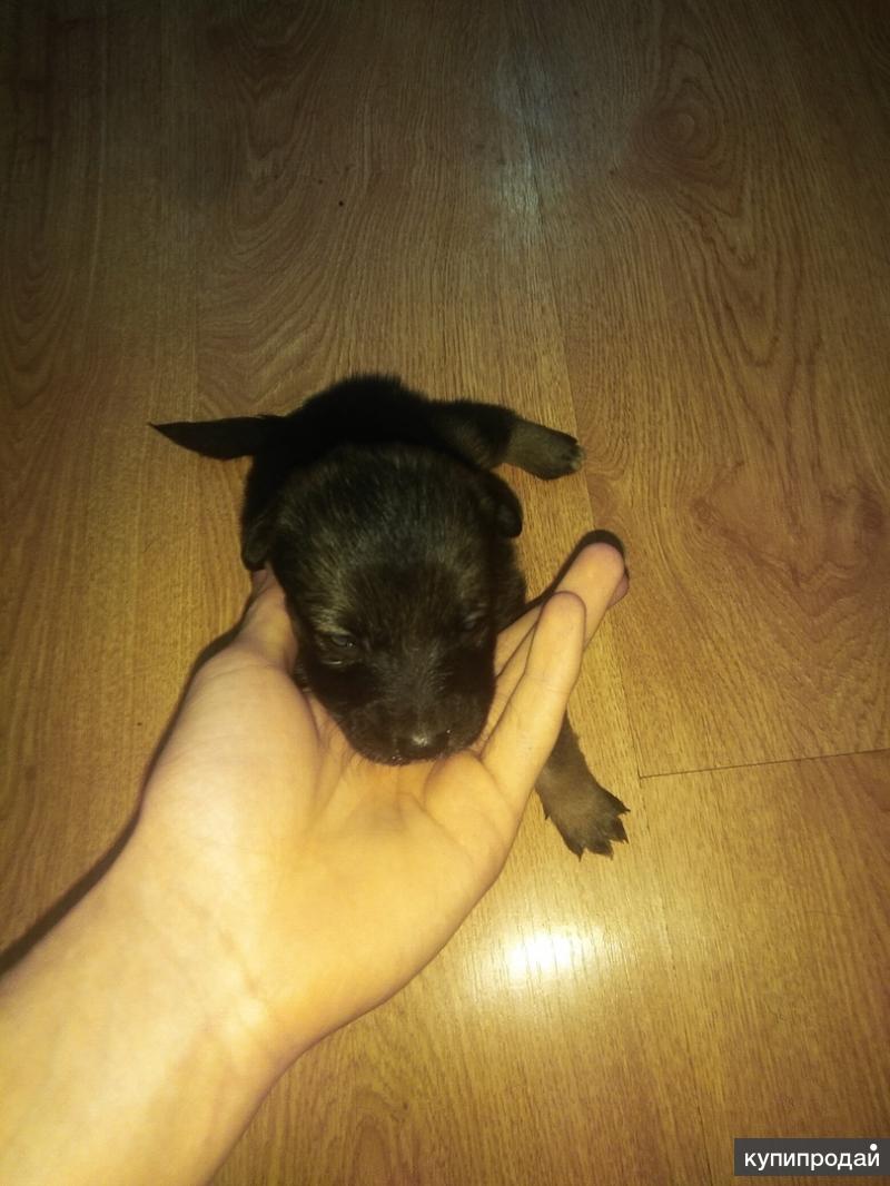 Отдам красноярск