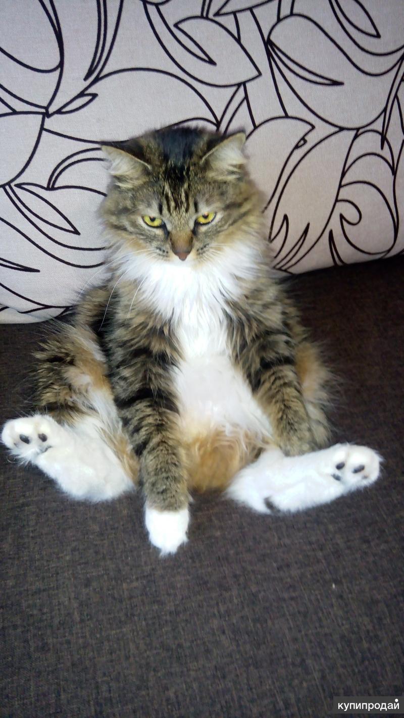 бобтейл в добрые руки. курильский бобтейл беременность. курильский бобтейл барнаул. бобтейл в добрые руки. котята курильского бобтейла южно-сахалинск.