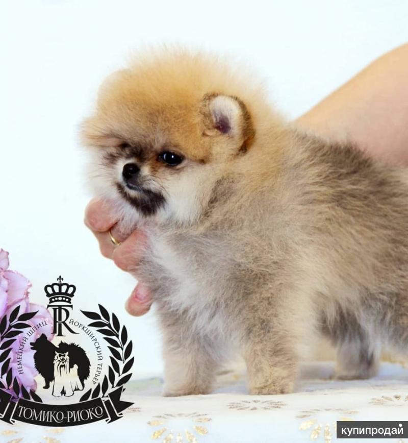 покупки для шпица. шпиц екатеринбург. шпиц екатеринбург. щенки екб шпиц. померанский шпиц вязка.