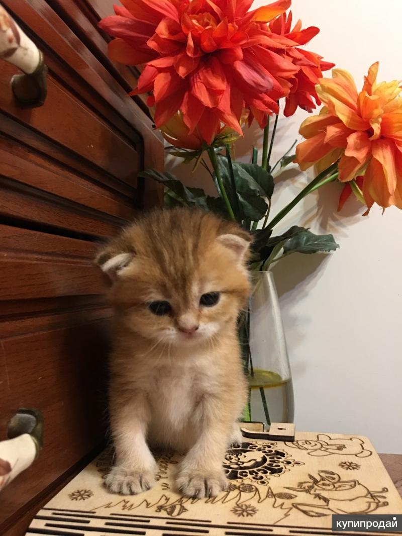 Британские котята редких Шиншильных окрасов.