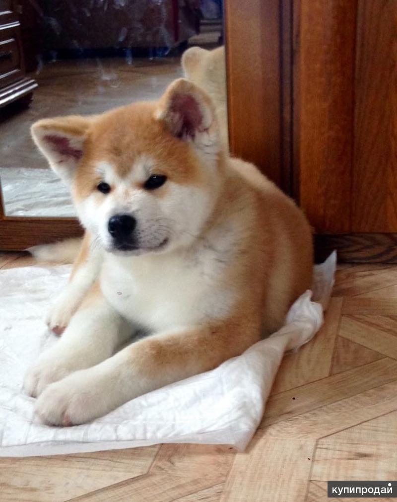 акита-ину. акита ину улан-удэ. акита-ину. акита-ину щенок даром москва. акита и акита ину.