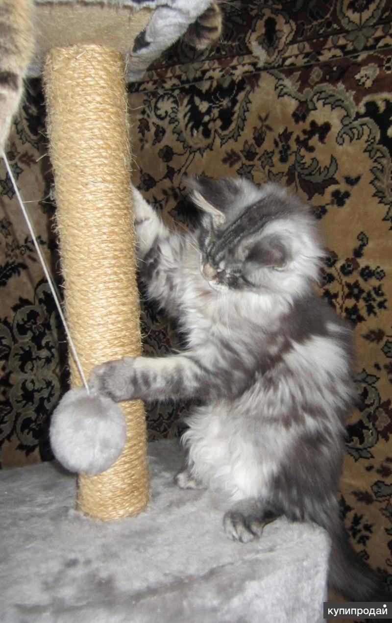 Кошечки мейн куна
