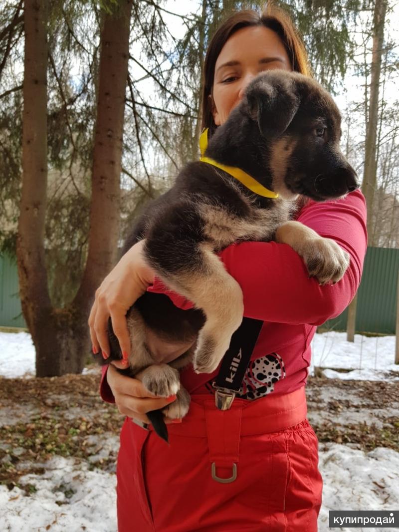Девочка из племенного питомника