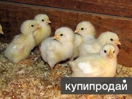 Суточный цыпленок бройлер Арбор КОББ 700 Оптом и в розницу