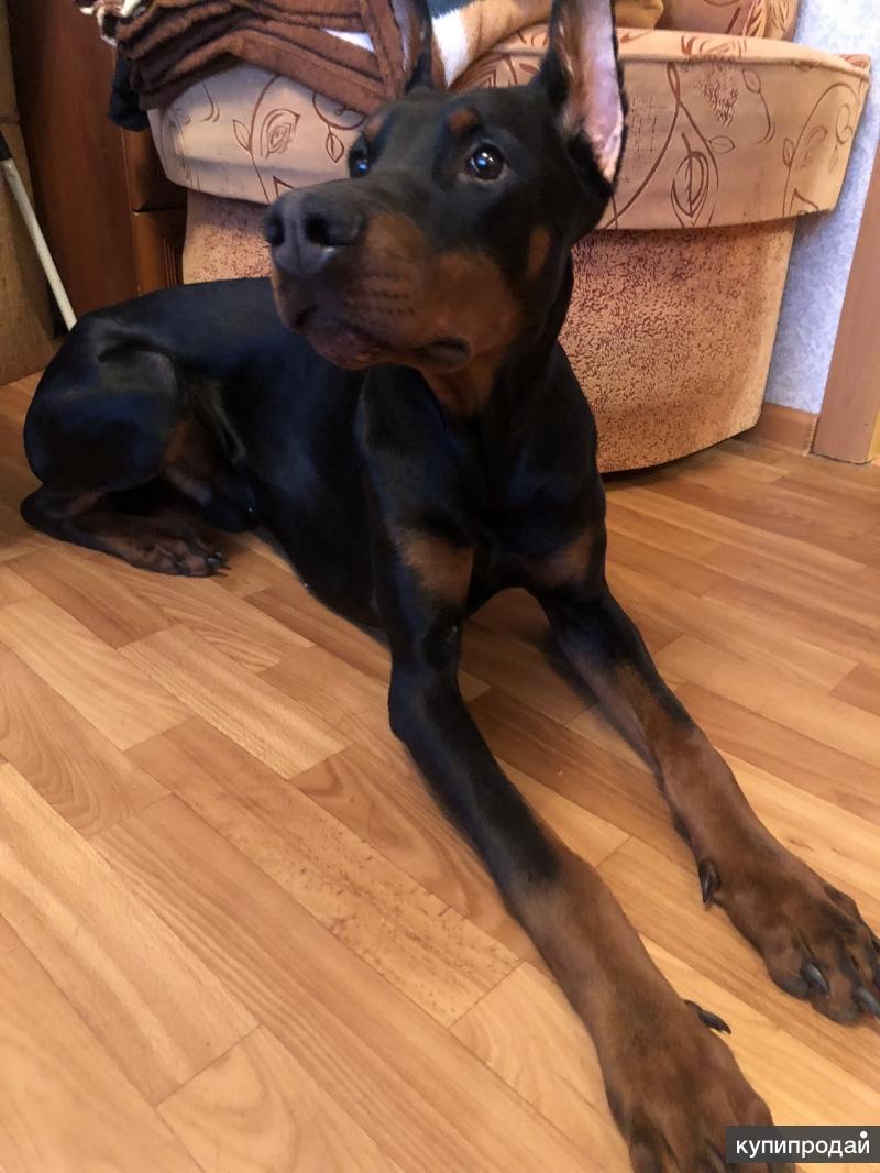 собака доберман щенок. доберман щенок в рублях. доберман щенок в рублях. орето миа питомник доберманов. доберман щенок в рублях.
