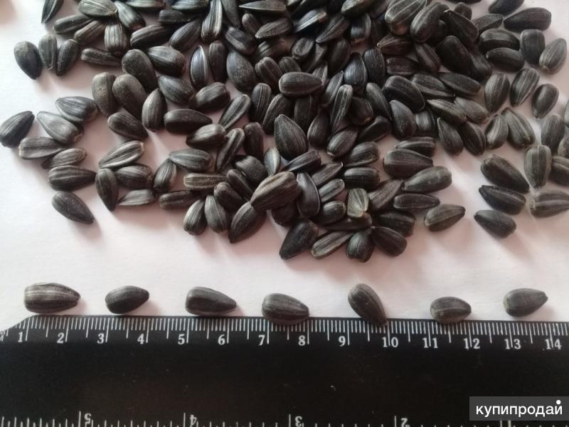 калиброванный подсолнечник. калибровка подсолнечника. подсолнечник калиброванный 6+. калиброванный подсолнечник. подсолнечник калиброванный.