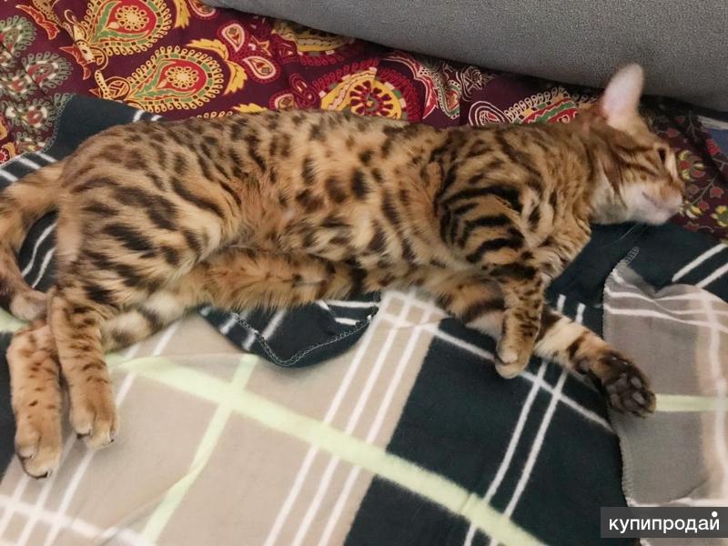 Молодая бенгальская кошечка Чудо ищет очень добрые руки, в дар