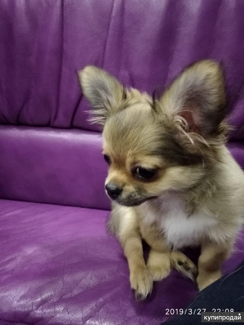 чихуахуа 3 месяца. чихуахуа 3 месяца. щенки чихуахуа гладкошерстные 3 мес. чихуа в 3 месяца. чихуа 3 месяца фото.