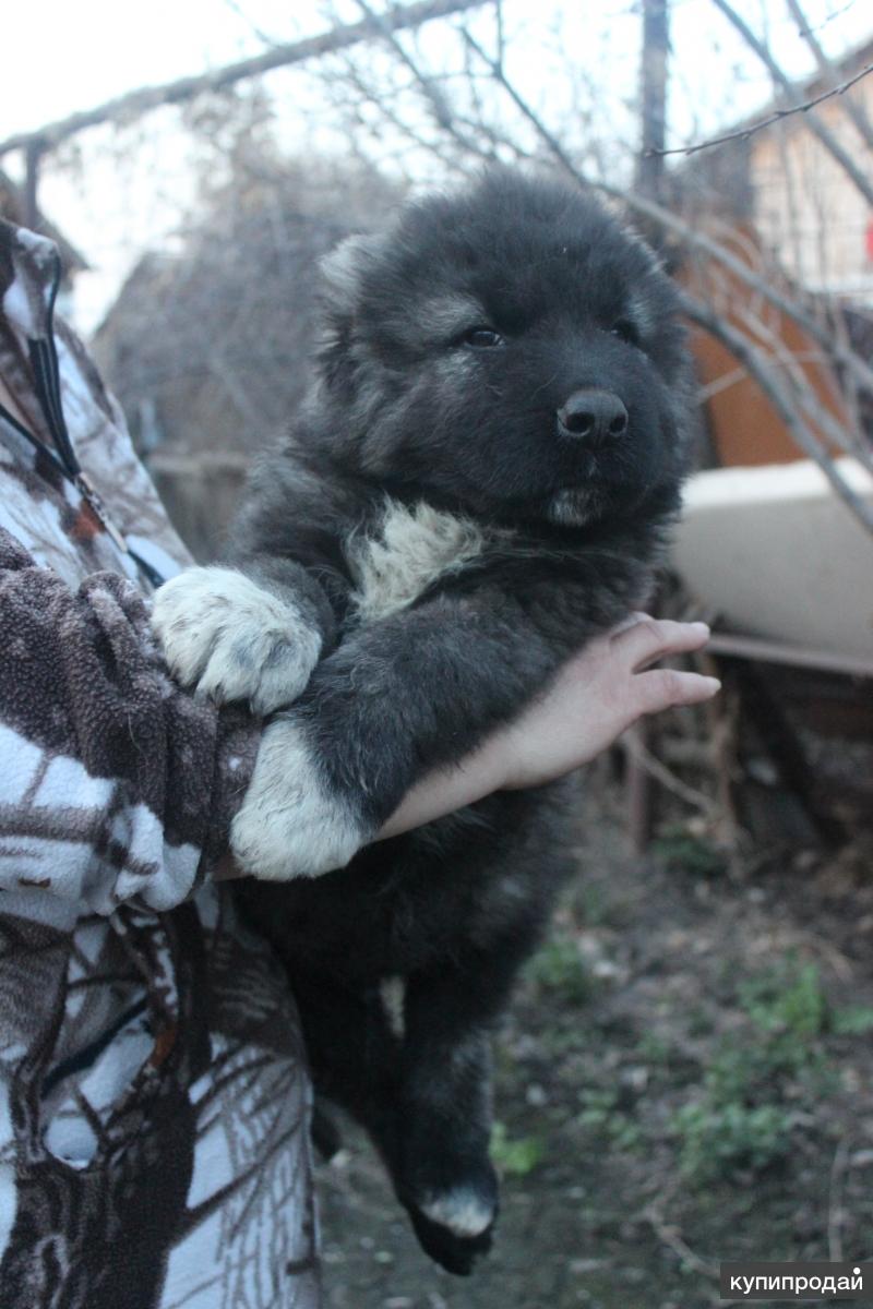 Кавказские овчарки 