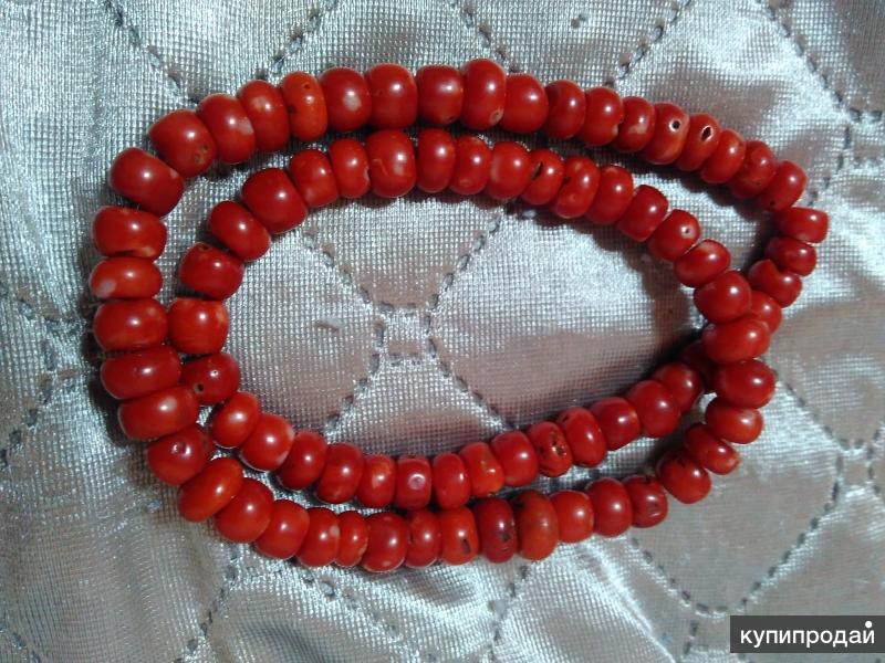 Кораллы улан удэ. Продам коралл. Продам коралл. Кораллы для аквариума натуральные. Арцискуро карбонетто коралл.