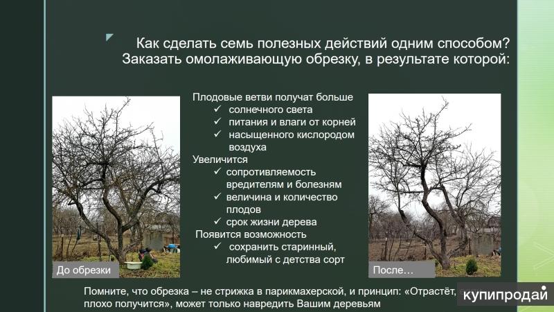 Предложение на слово деревья. Дерево слов. Предложение со словом лист. Афоризмы про дерево. Слова на тему деревья.