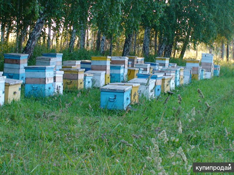 Купить пчел в белгородской. Пчелы на высадку. Пчелосемьи. Пчелы Белгородской области. Продажа пчел.