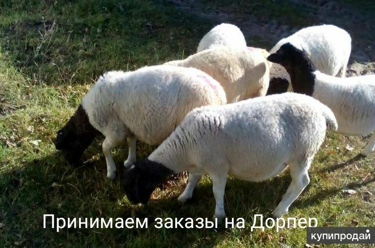 Овцы Дорпер Купить В России