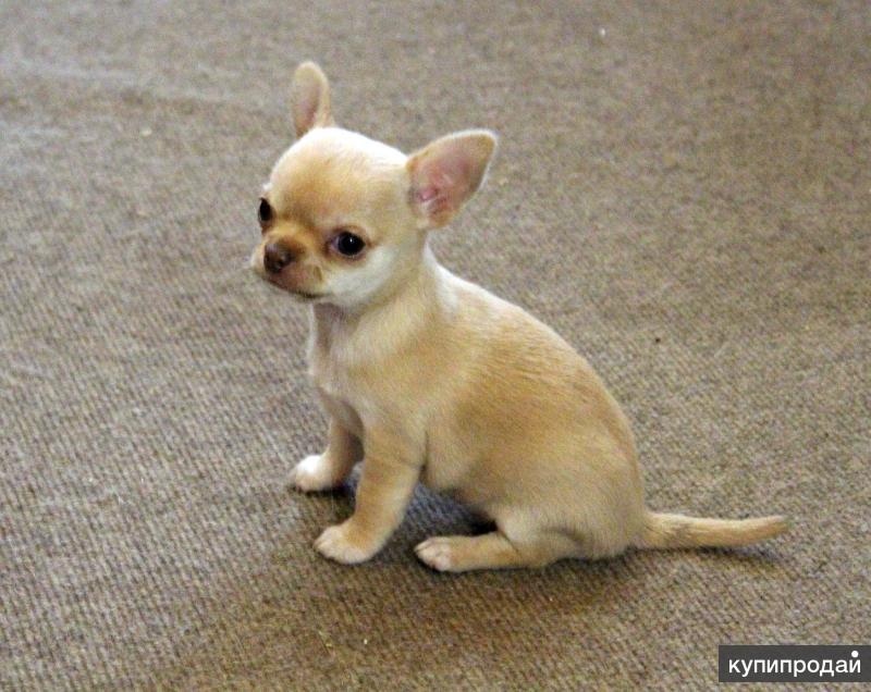 чихуа девочка. маленькие чихуахуа девочки. маленькие чихуахуа девочки. клички для собак девочек чихуахуа. чихуахуа мини гладкошерстные.