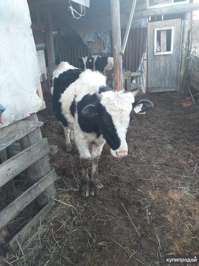Как положить на. Авито бычок продам. Авиту. Авито бычок продам. Годовалый бычок.