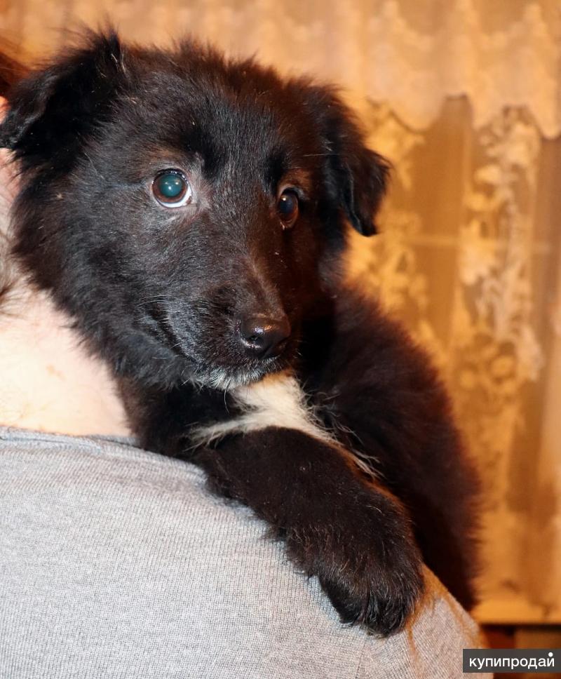 собака оля. оле собака. собачка оля.