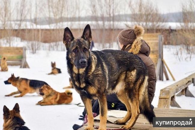 Купить Восточную Овчарку В Иркутске