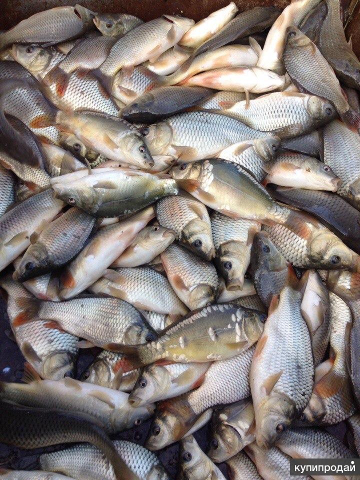 венгерский карп. малек карпа чешуйчатого. карп зеркальный малек. малек карпа. малек карпа и карася.