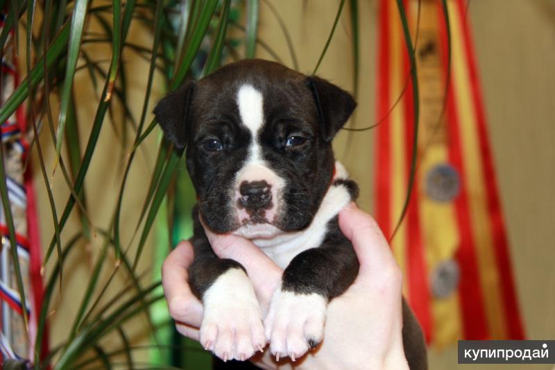биверятки. в ставрополь на авито бесплатно щенки. большие щенки бивера. щенки сургут. авито собаки сургут.