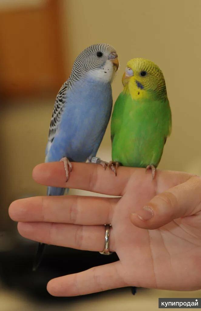 Маленькие попугаи. Волнистый попугай Budgie. Попугаи маленькие домашние. Маленькие волнистики.