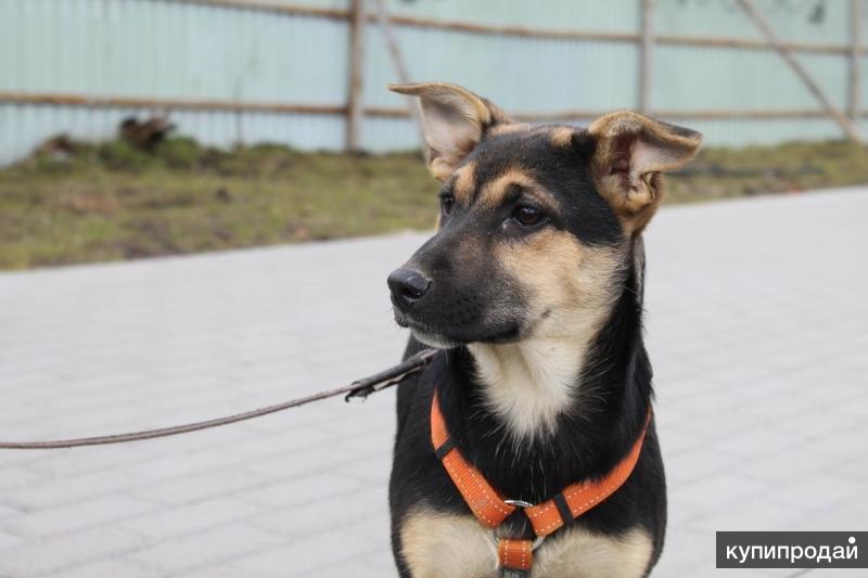 лабрадор ретривер палевый окрас. собаке 5 месяцев. собака 25кг дворняга. среднеазиатская овчарка алабай 8 месяцев. собака дворняжка.