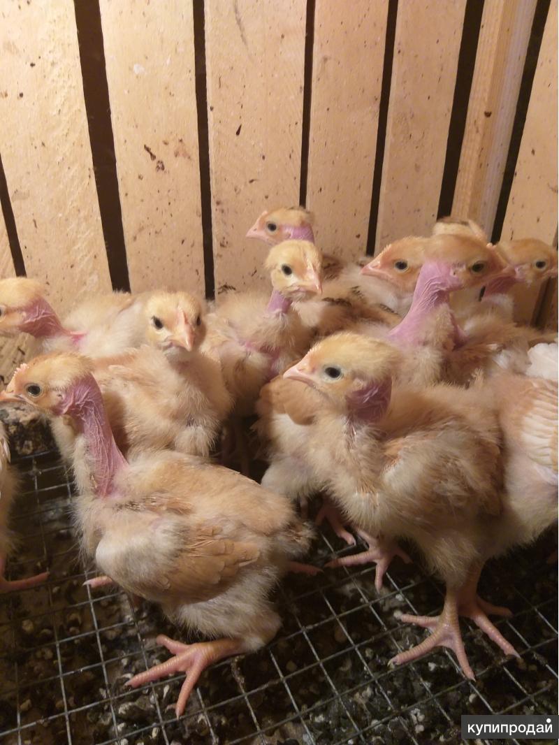 Продам цыплят в Самаре