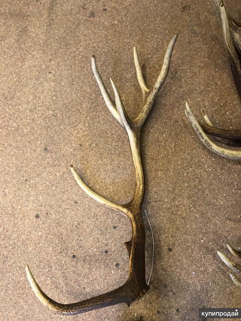 Рога лося рога марала. Панты марала. Рога марала. Рога марала 5 букв сканворд. Трофейные рога марала.