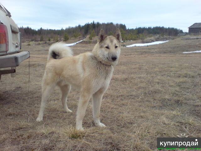 Купить Лайку На Авито В Краснодарском