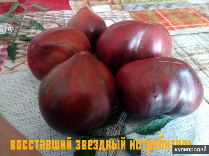Томат Мегагрон Фото