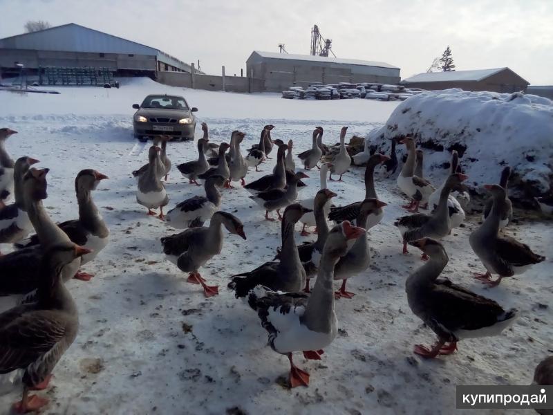 Купить Гусей В Курске И Области