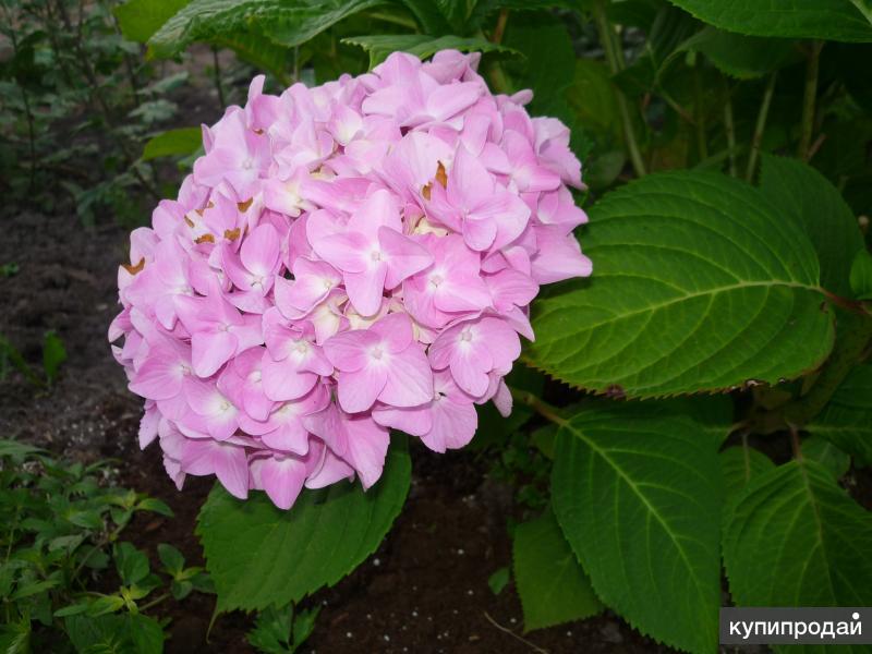 Питомник гортензий зеленая слобода. Зеленая слобода гортензии. Питомник гортензий «зелёная слобода». Питомник гортензий зеленая слобода. Питомник гортензий.