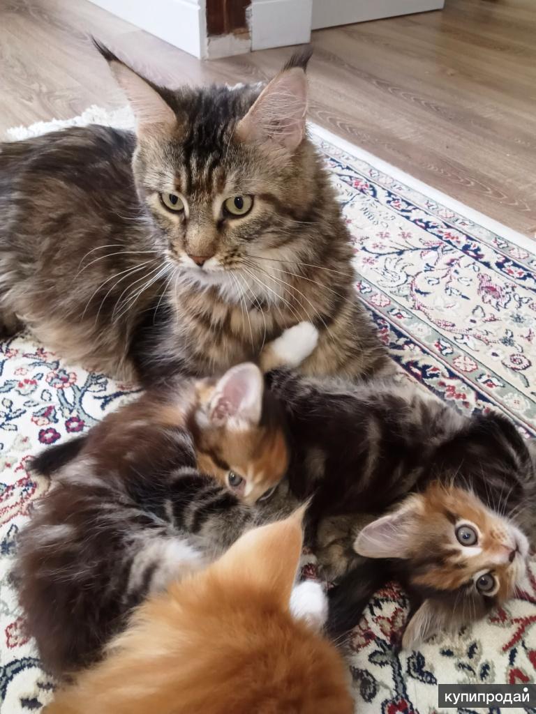 Котята Мейн Кун Купить В Туле