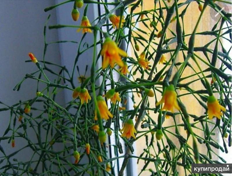 Комнатный цветок цветет желтым. Рипсалис хатиора. Рипсалис палочник. Хатиора палочник. Лесной Кактус рипсалис хатиора.