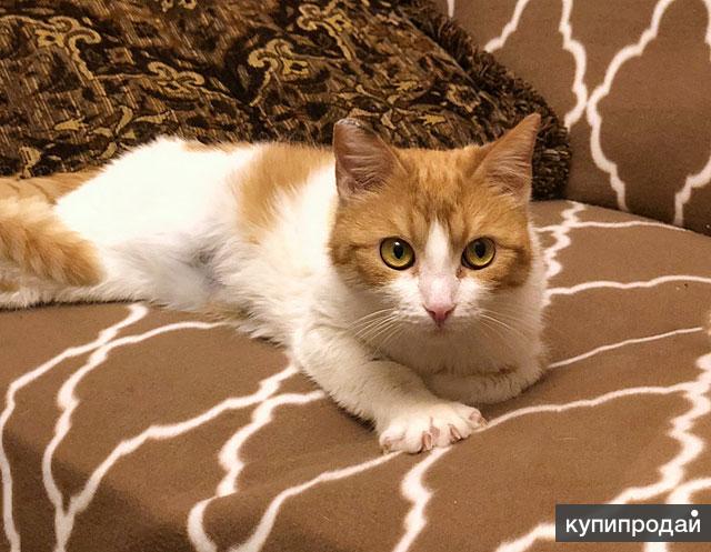 Кошечка мурочка. Новенькая мурочка. Веселый кот и котенок веснушка. Кошки мышеловки в добрые руки. Мурочка фото.