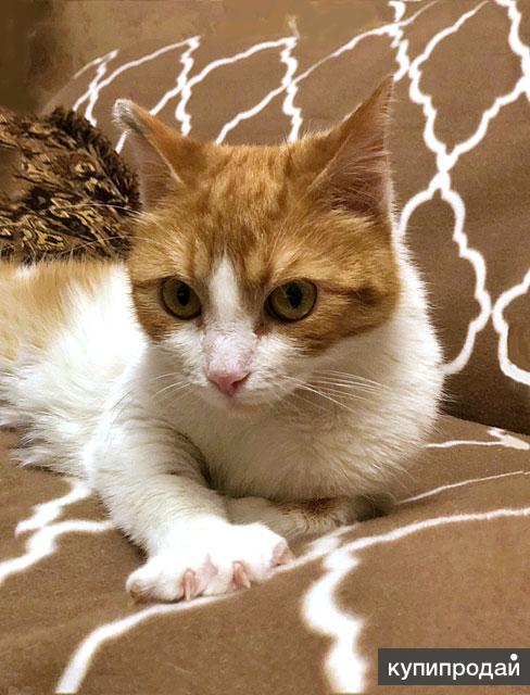 Мурочка. Новенькая мурочка. Мурочка лежит. Серьезная кошка. Кошечка мурочка.