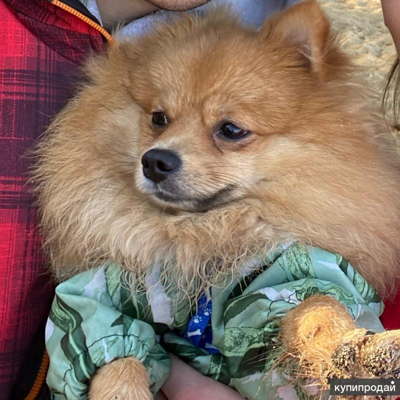 авито миасс собаки. авито миасс собаки. авито миасс собаки. авито миасс собаки. щенки в миассе.