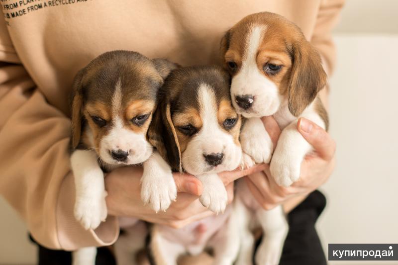 Бигль (Beagle) - это активная, дружелюбная и умная порода собак. Фото, описание, отзывы.