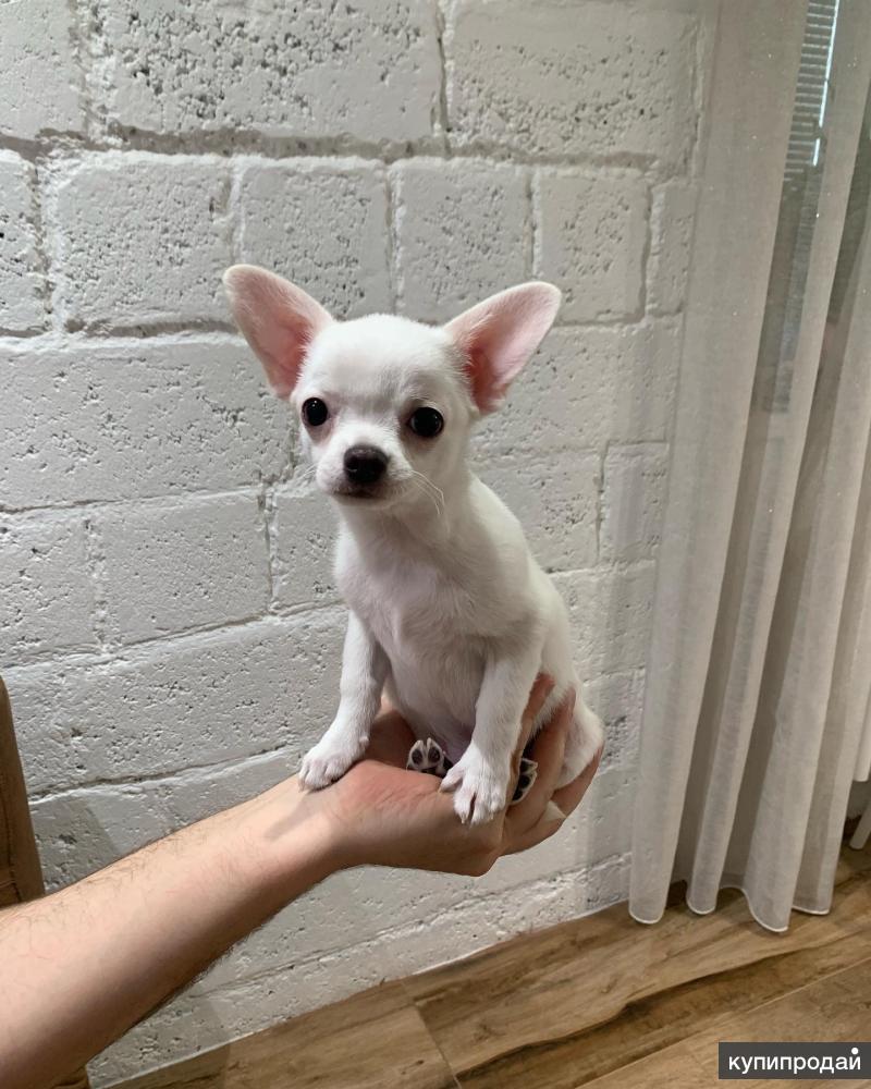 авито тюмень чихуахуа. чихуахуа тюмень. карликовый чихуахуа. шоколадно лиловый чихуахуа. инсульт щенка у щенка чихуахуа.