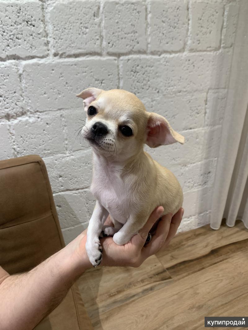 чихуахуа тюмень