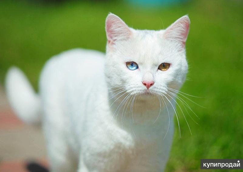 Шикарный белый кот с разными глазами в Москве