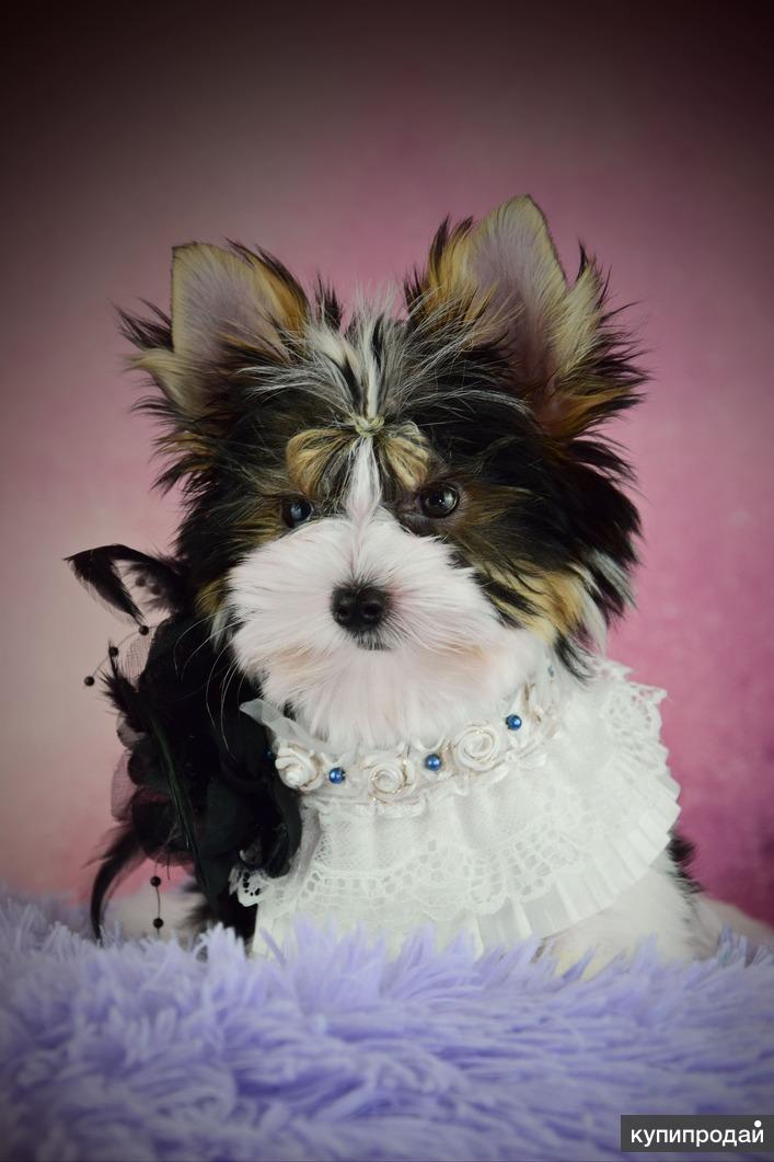 Бивер йорк фото взрослой. Щенки бивер йорк в москве. Щенки бивер йорк в москве. Щенки бивер йорк в москве. Бивер йорк мини девочка.