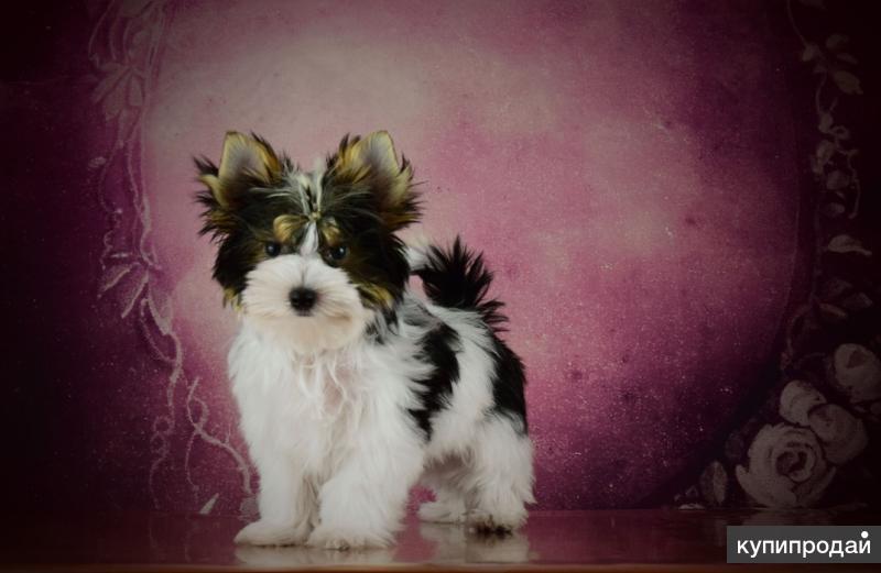 Щенки бивер йорк в москве. Щенки бивер йорк в москве. Щенки бивер йорк в москве. Щенки бивер йорк в москве. Азиатский стиль бивер йорк.